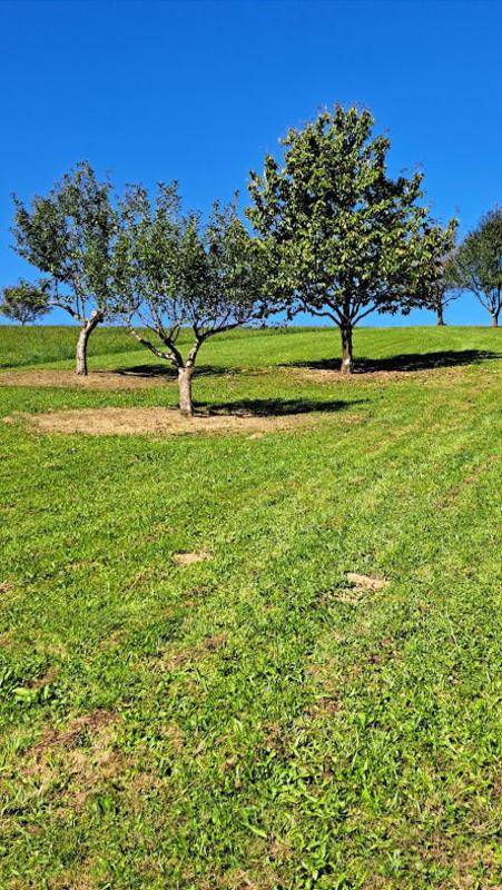 Grüne Hügellandschaft mit vereinzelten Bäumen unter strahlend blauem Himmel, eine idyllische Szene.