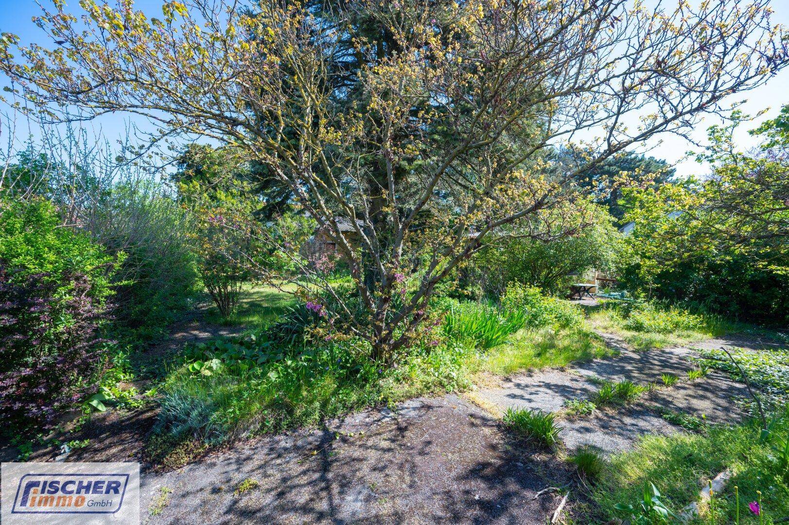 Naturbelassener Gartenbereich mit einem großen Baum, Grasflächen und einem kleinen Pfad.
