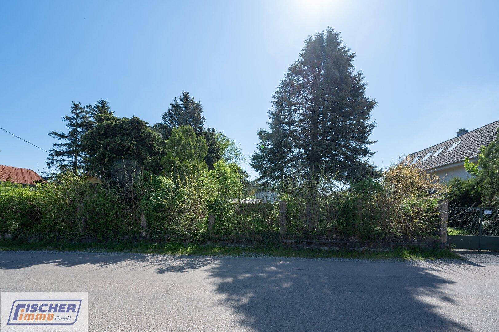 Blick von der Straße auf das Grundstück mit hohen Bäumen und einer grünen Hecke.