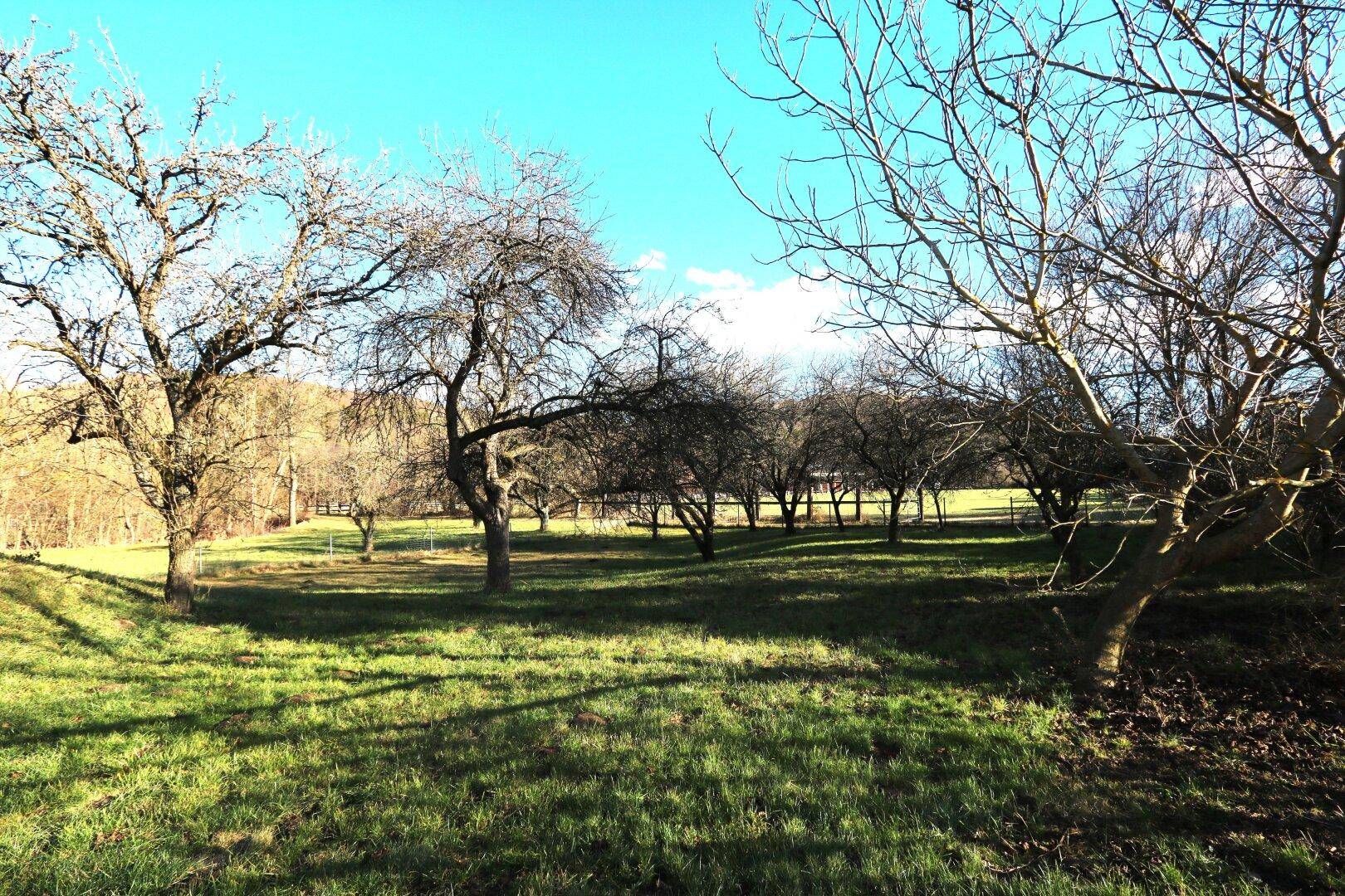 Garten mit alten Obstbäumen