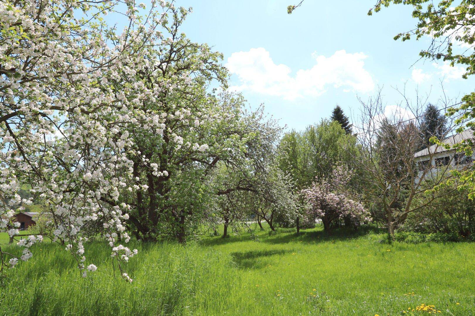 Obstgarten