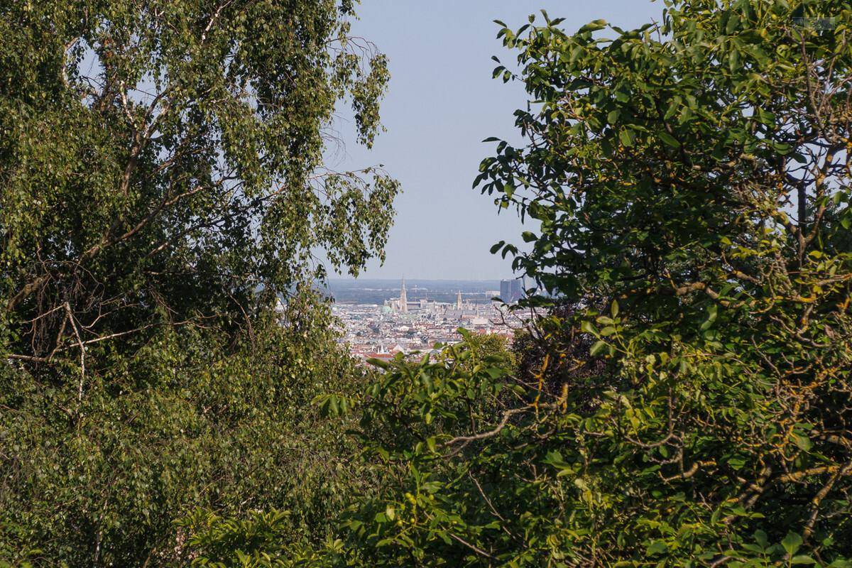 Blick zum Stephansdom