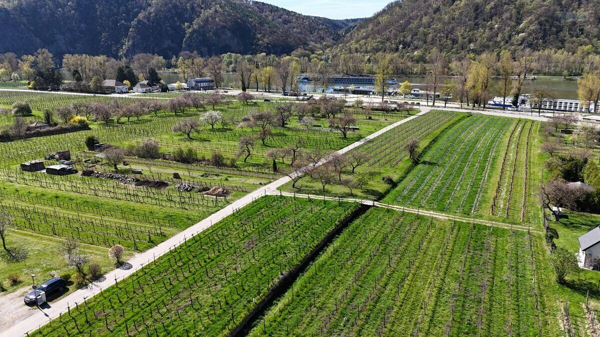 Luftaufnahme von weitläufigen Weinbergen entlang eines Flusses mit grünen Hügeln im Hintergrund.