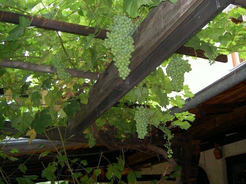 Grüne Weintrauben hängen von einer rustikalen Holzpergola, die Schatten spendet.