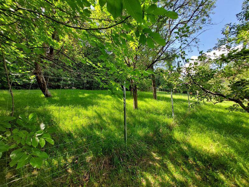 Obstgarten