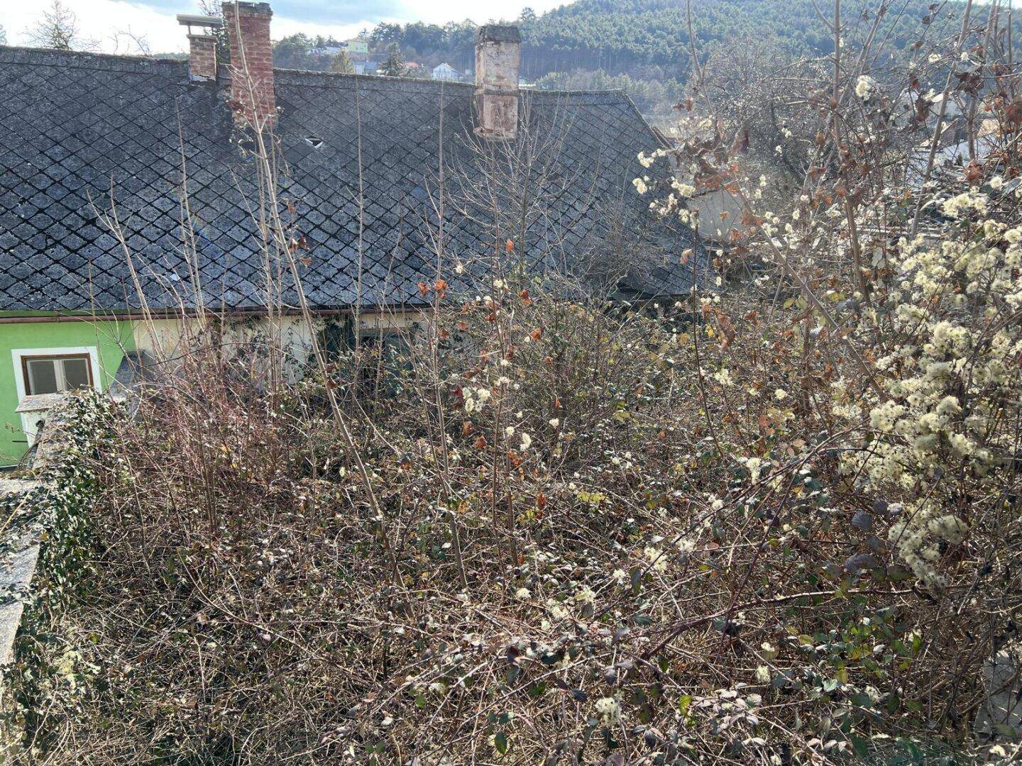 Blick über dichtes, verwildertes Gestrüpp auf ein älteres Haus mit dunklem Ziegeldach und Schornsteinen.