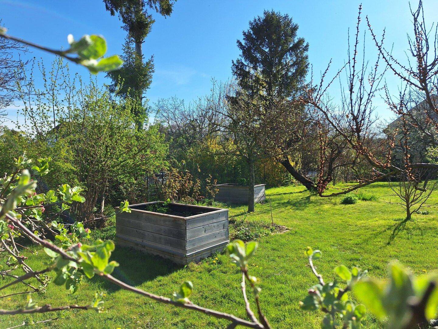 Sonniger Garten mit grüner Rasenfläche, Bäumen und erhöhten Pflanzbeeten.