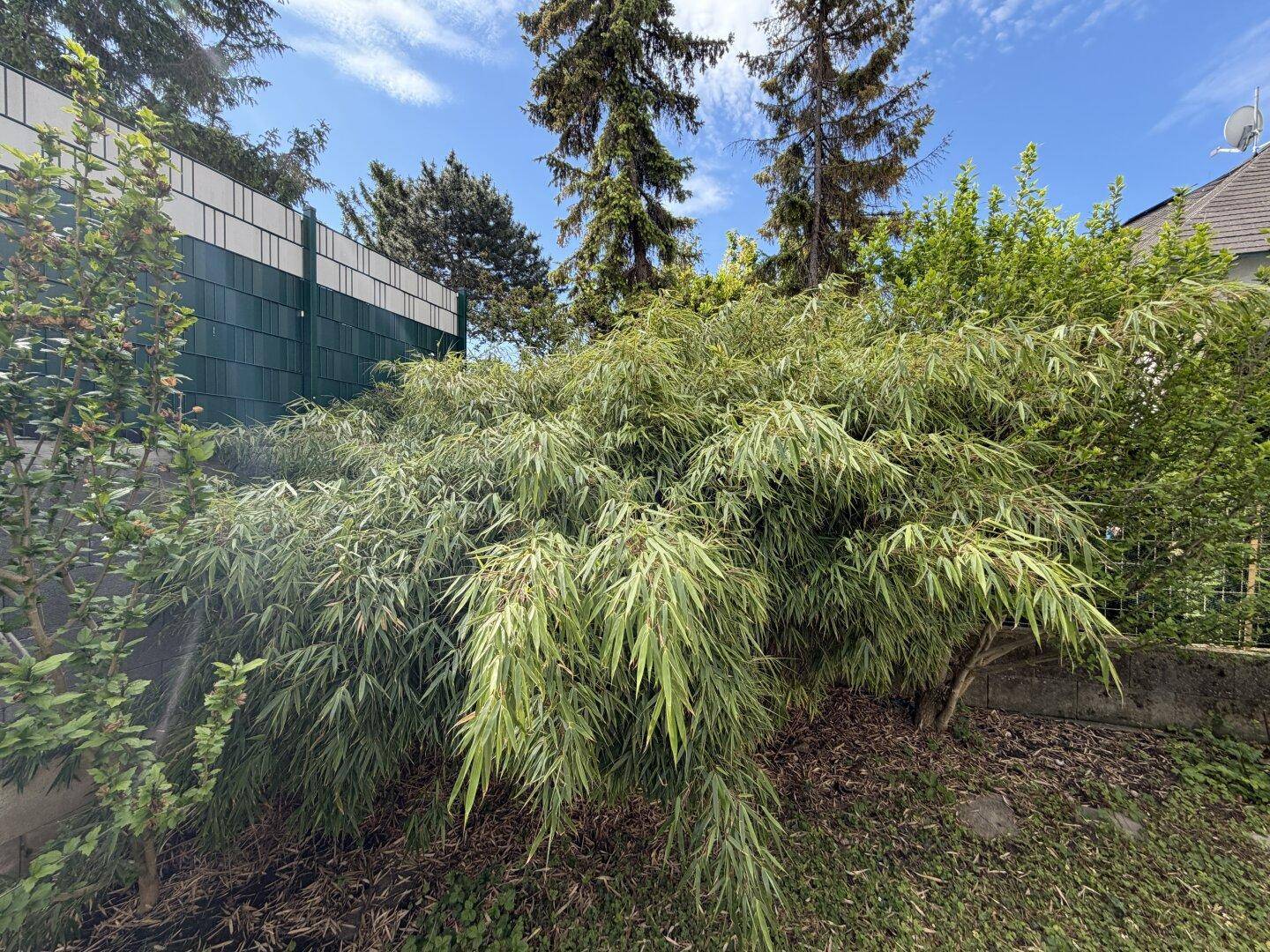 Dichter Bambusbusch im Garten, der Privatsphäre und eine grüne Atmosphäre schafft.