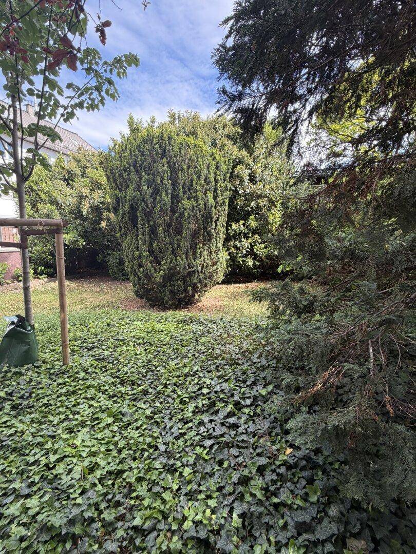 Grüner Gartenbereich mit dichtem Efeu-Bodendecker und verschiedenen Sträuchern und Bäumen.