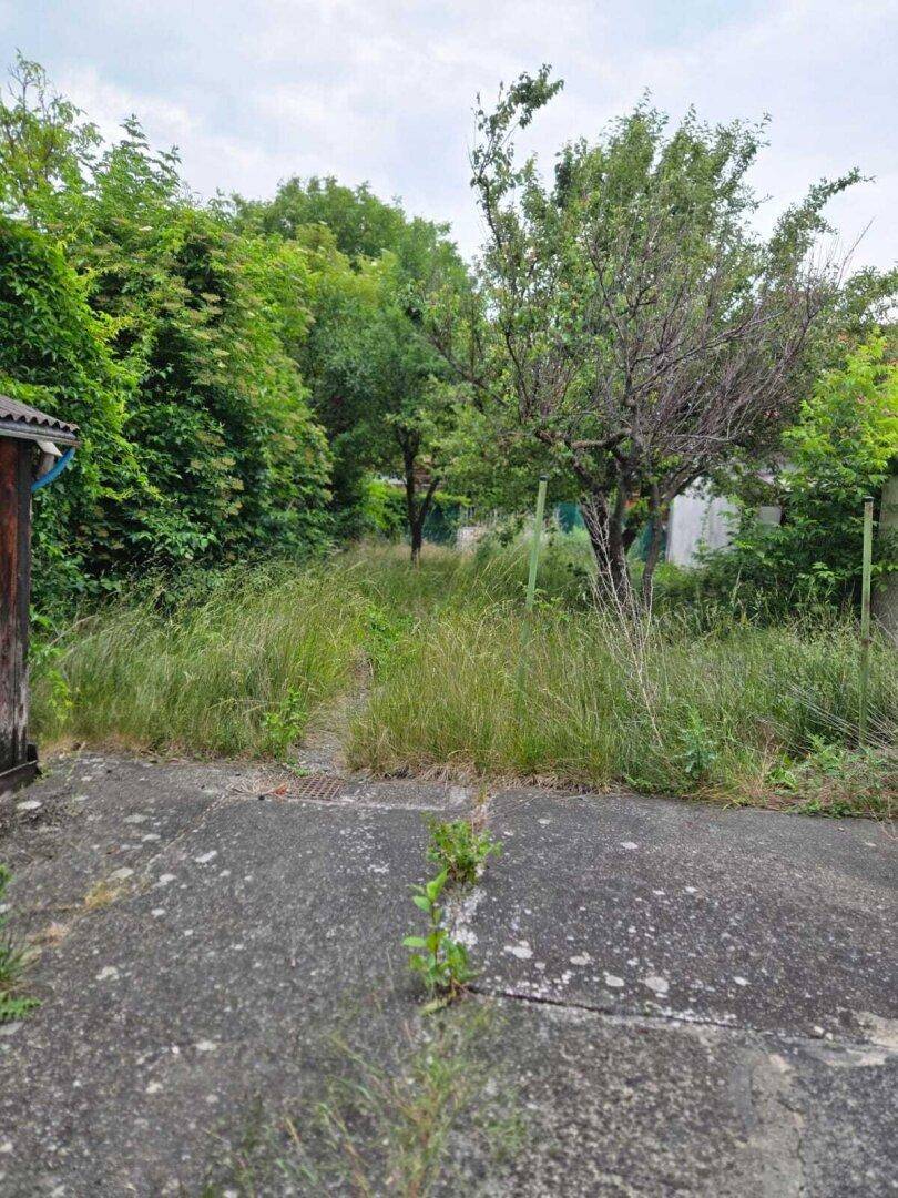 Verwilderter Gartenbereich mit hohen Gräsern und Bäumen hinter dem Haus.
