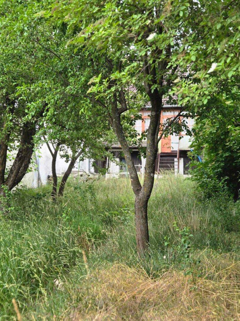 Blick durch hohe Gräser und Bäume auf die Rückseite des Hauses im Garten.
