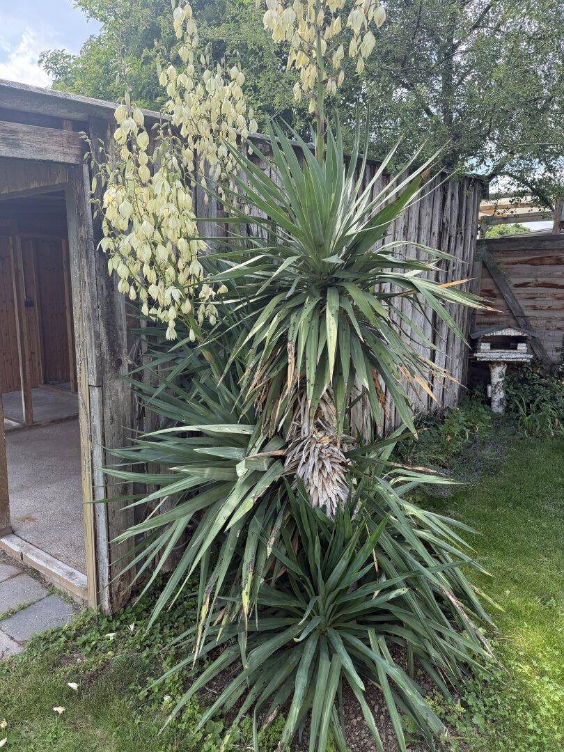 Nahaufnahme einer blühenden Yucca-Pflanze neben einem rustikalen Holzschuppen im Garten.