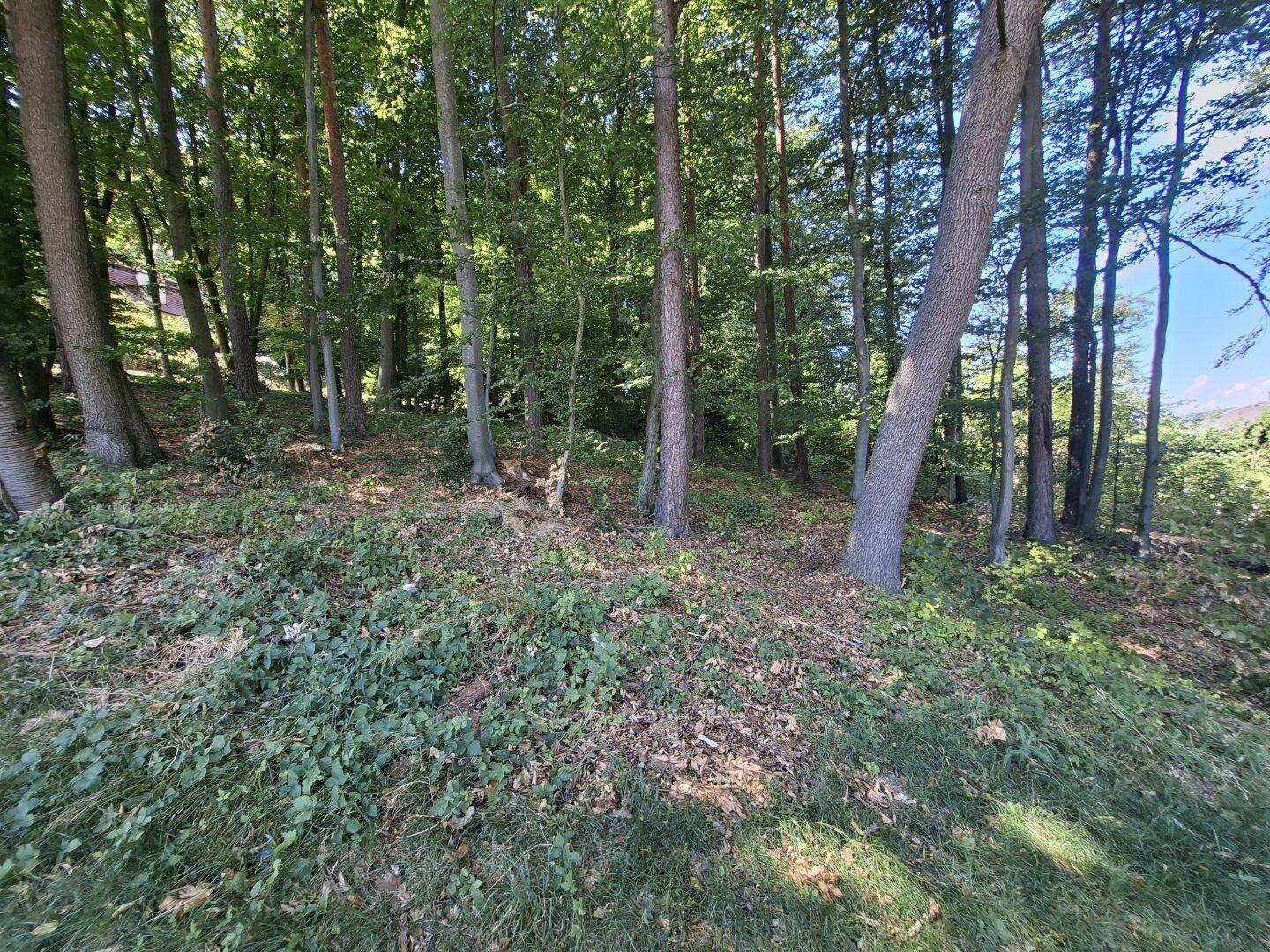 Naturbelassener Waldbereich mit dichtem Baumbestand und Unterholz, Teil des Grundstücks.