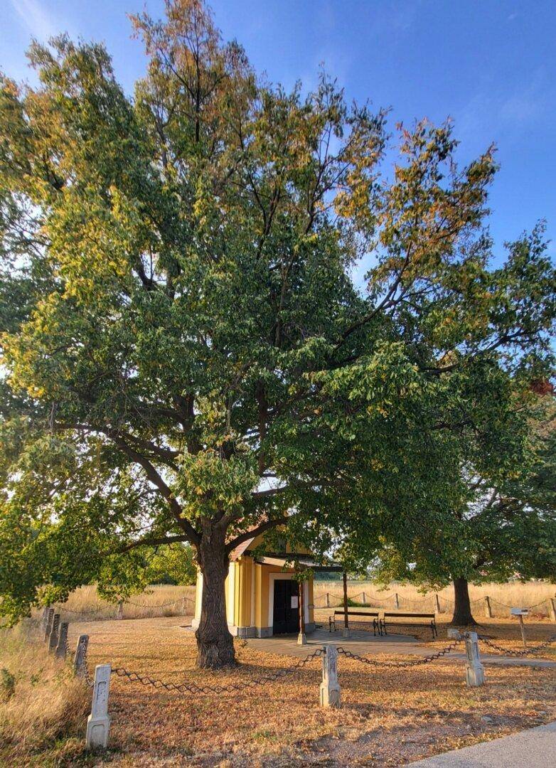Eine kleine gelbe Kapelle unter einem großen, alten Baum mit Sitzbänken und einer Kette.
