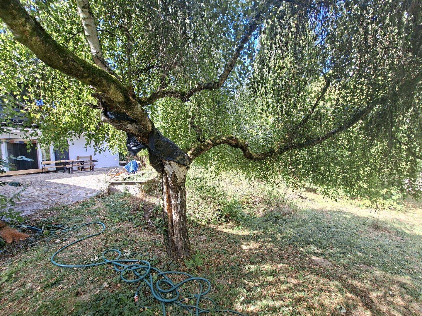 Großer Gartenbereich mit altem Baum, Rasenfläche und Blick auf die Terrasse des Hauses.