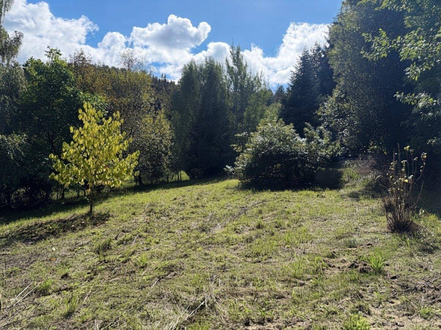 Offene Grünfläche mit jungen Bäumen und Sträuchern, umgeben von Wald.