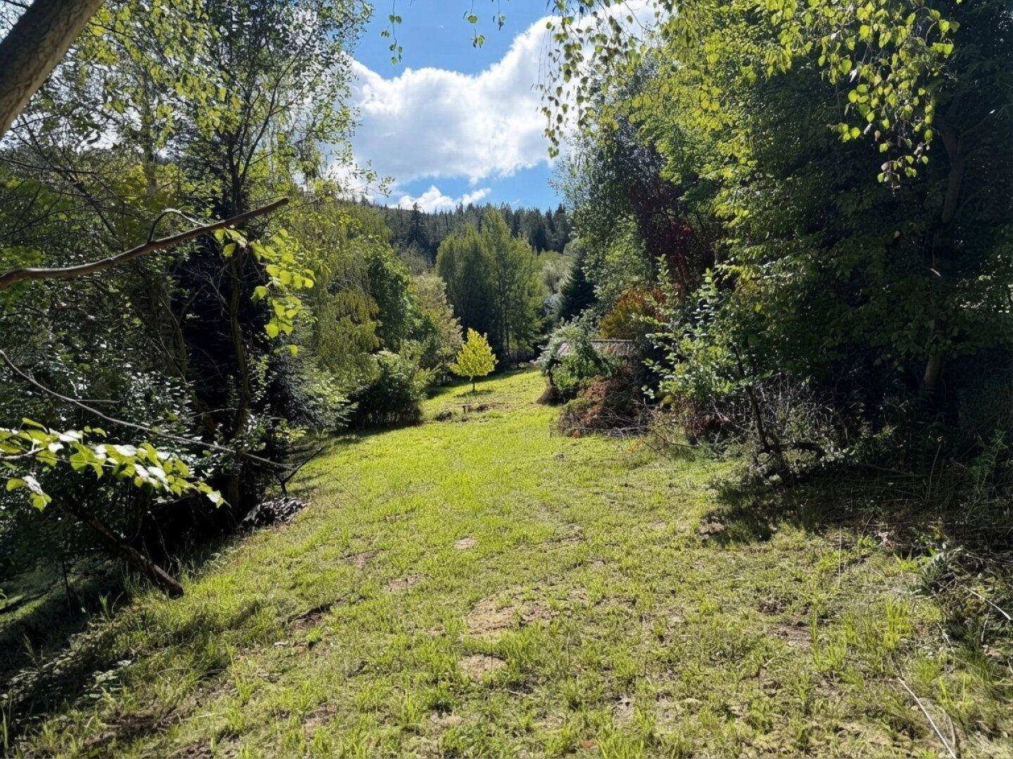 Sonniger Gartenbereich mit Rasen und dichtem Baumbestand, ideal zum Entspannen.