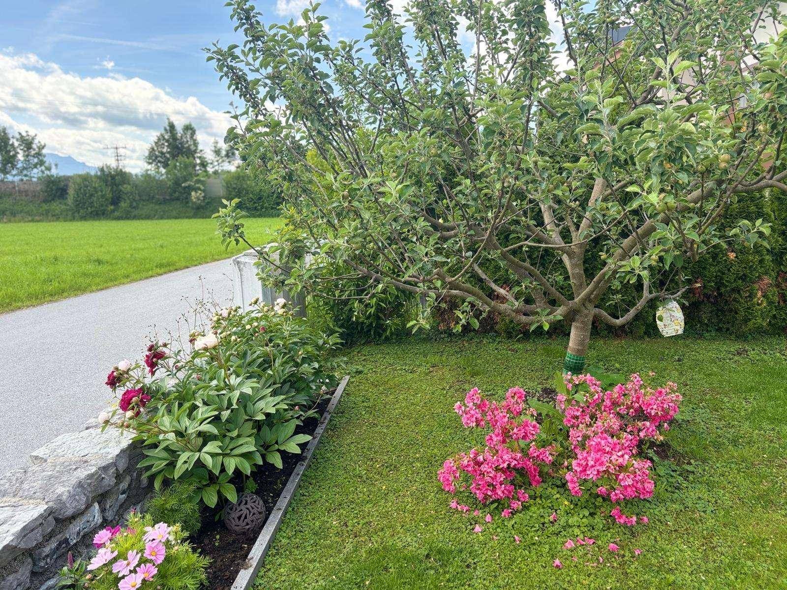 Gepflegter Vorgarten mit blühenden Pflanzen und einem Apfelbaum am Wegesrand.