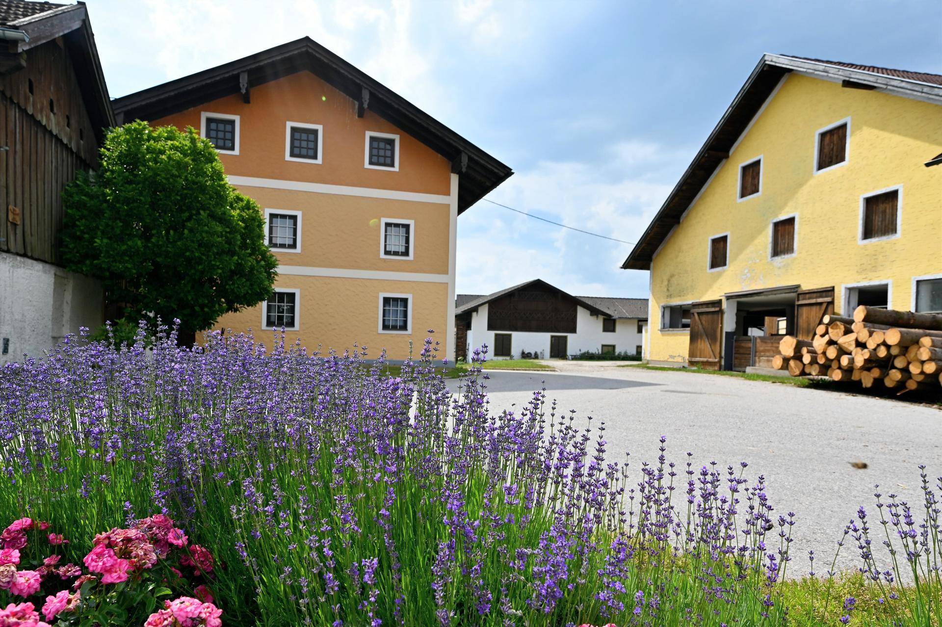 Mehrere traditionelle Bauernhäuser mit bunten Fassaden und einem Hof mit blühendem Lavendel.