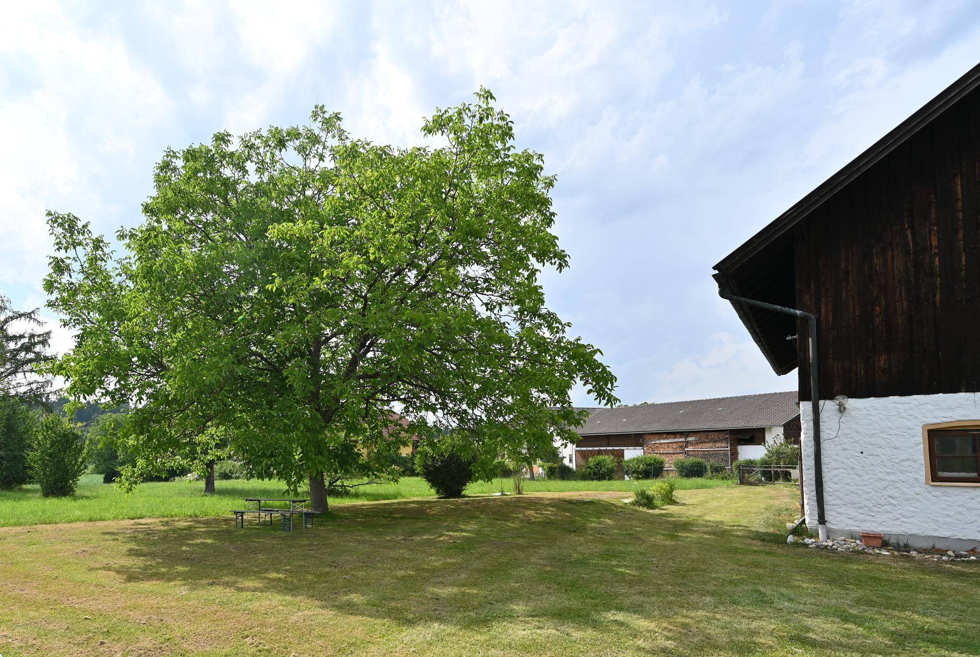 Weitläufige Grünfläche mit einem großen Baum und ländlicher Umgebung im Hintergrund.
