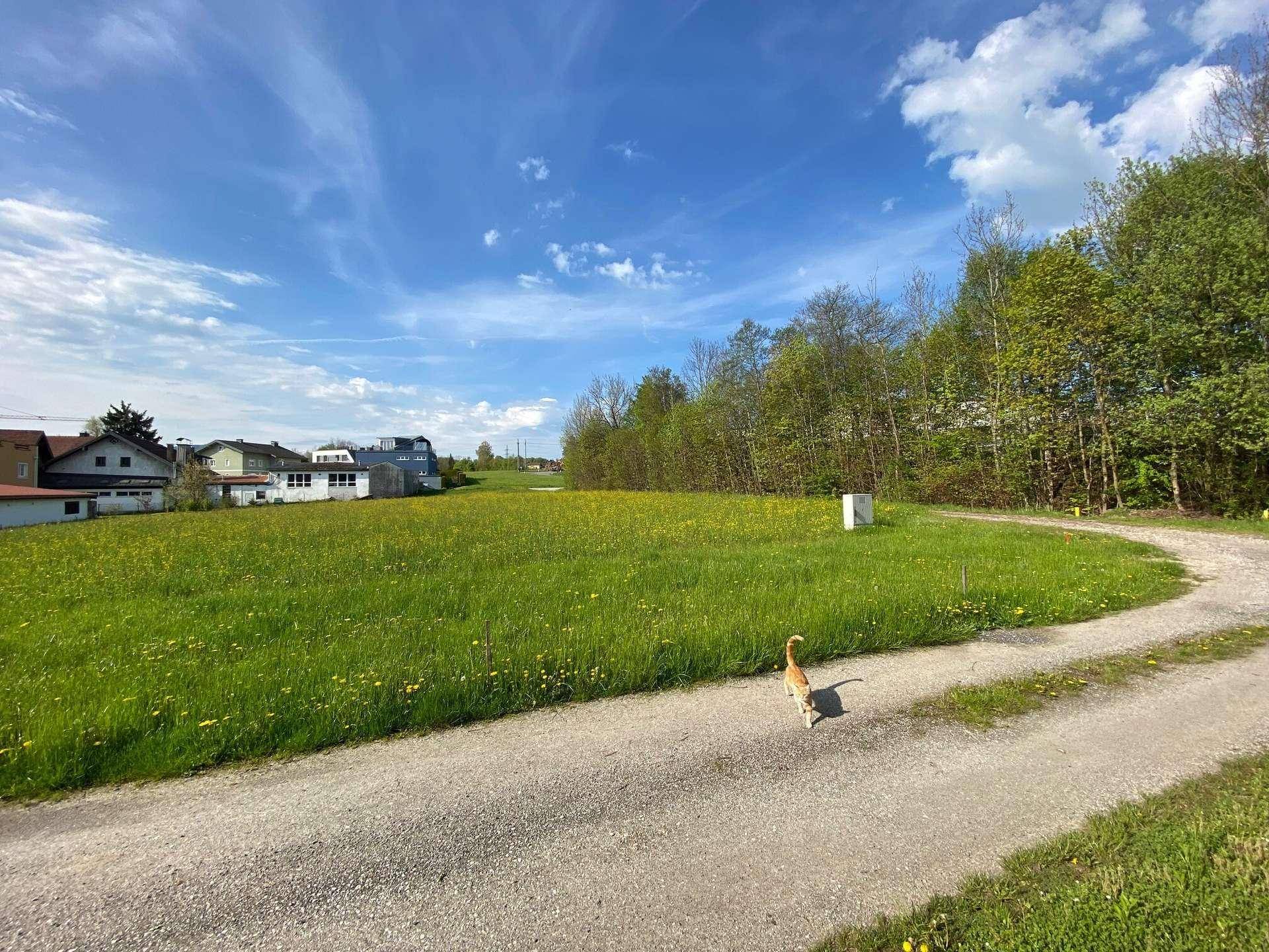 Ein Feldweg führt durch eine weite grüne Wiese mit einem Haus in der Ferne unter blauem Himmel.