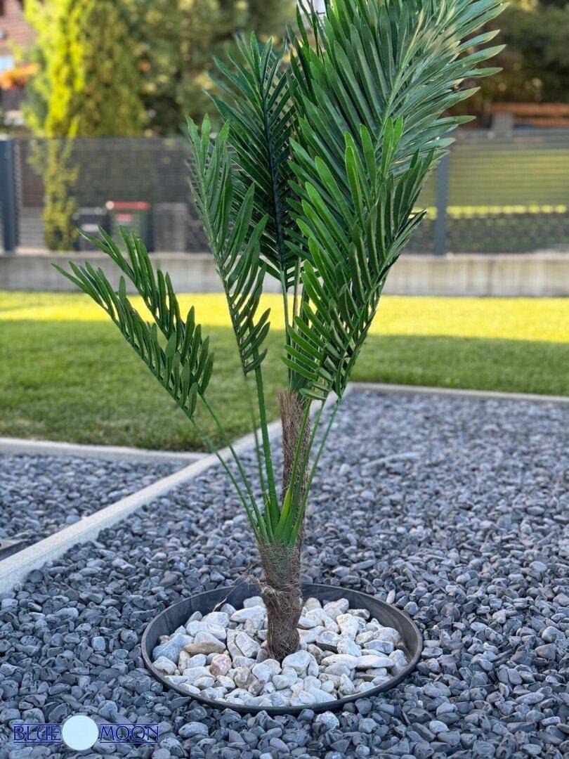 Dekorative Palme in einem Kiesbeet, umgeben von einer gepflegten Rasenfläche.