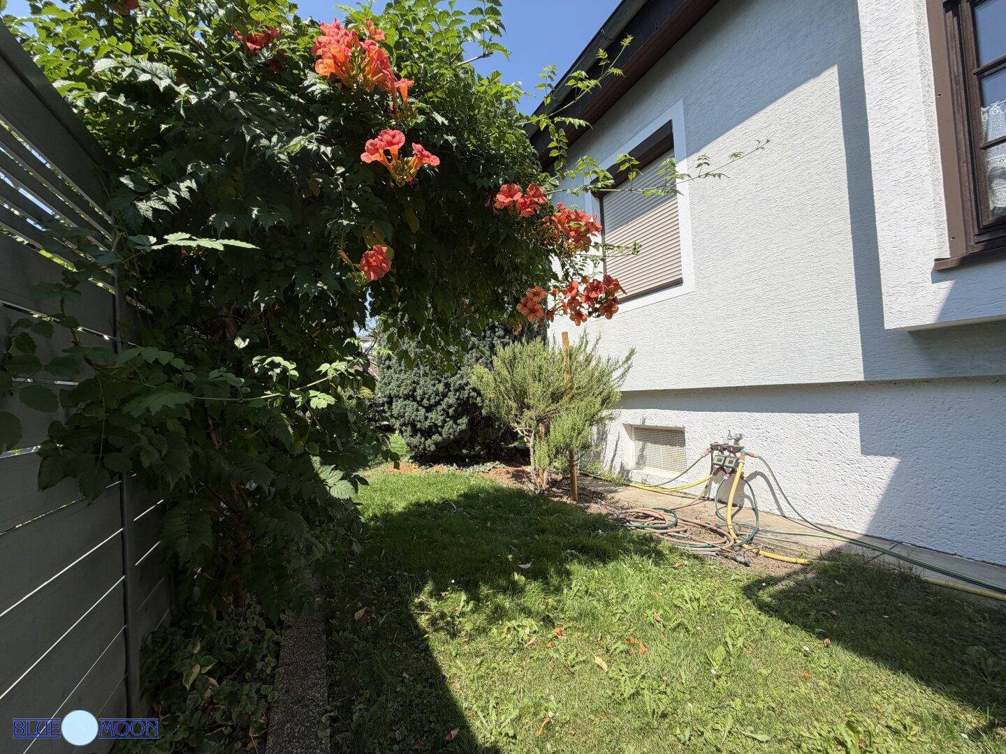 Seitlicher Gartenbereich mit einem blühenden Busch, grünem Rasen und einem Holzzaun im Hintergrund.