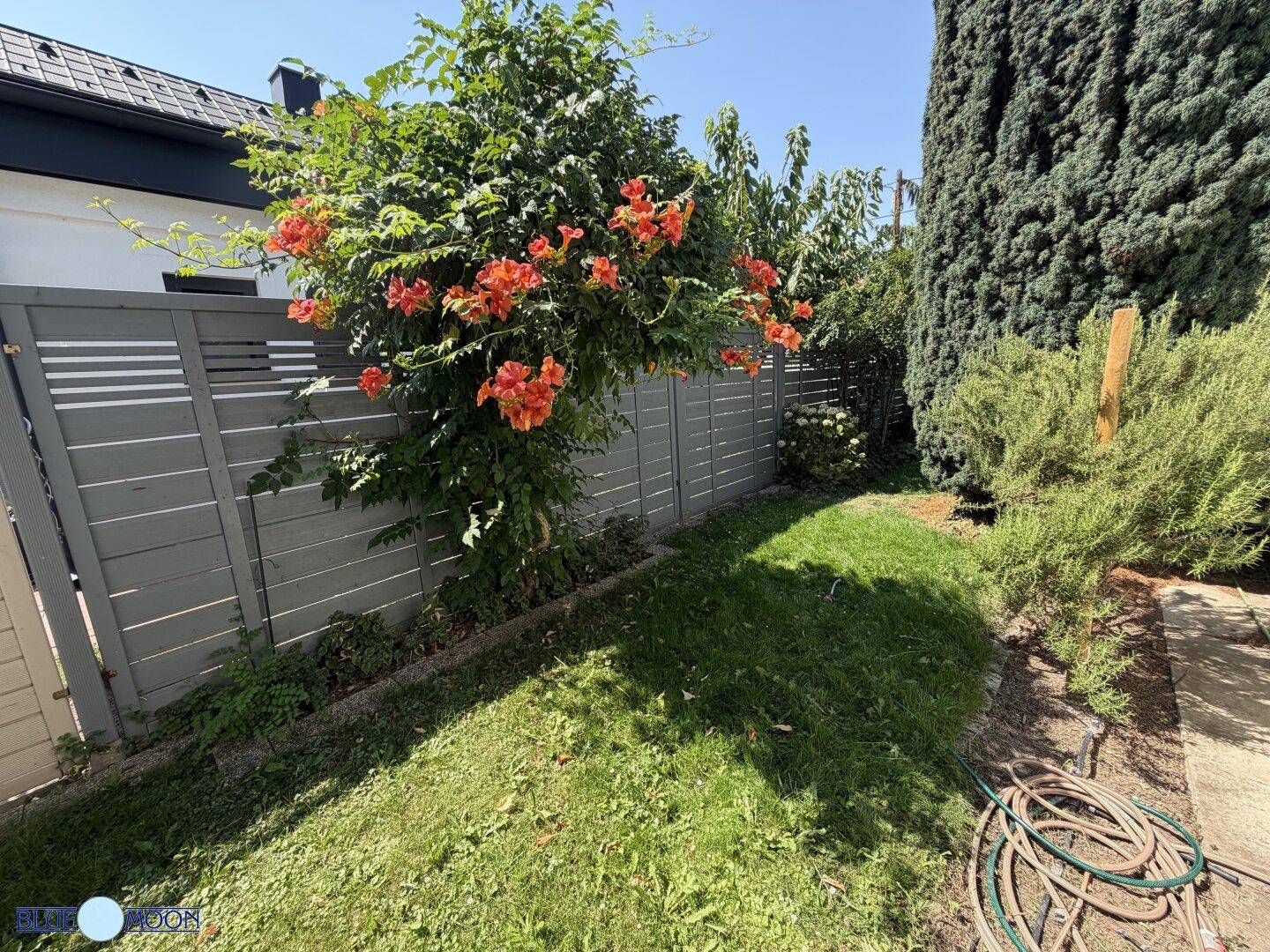 Sonniger Gartenabschnitt mit einem üppig blühenden Busch, gepflegtem Rasen und einem modernen Holzzaun.