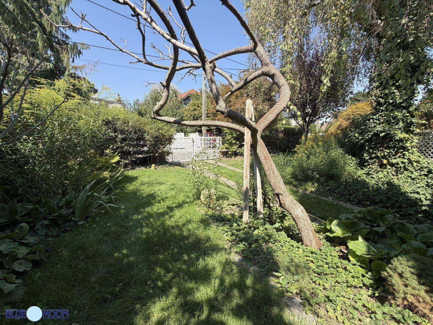 Idyllischer Gartenbereich mit einem markanten, gewundenen Baum, grünem Rasen und einem Tor im Hintergrund.