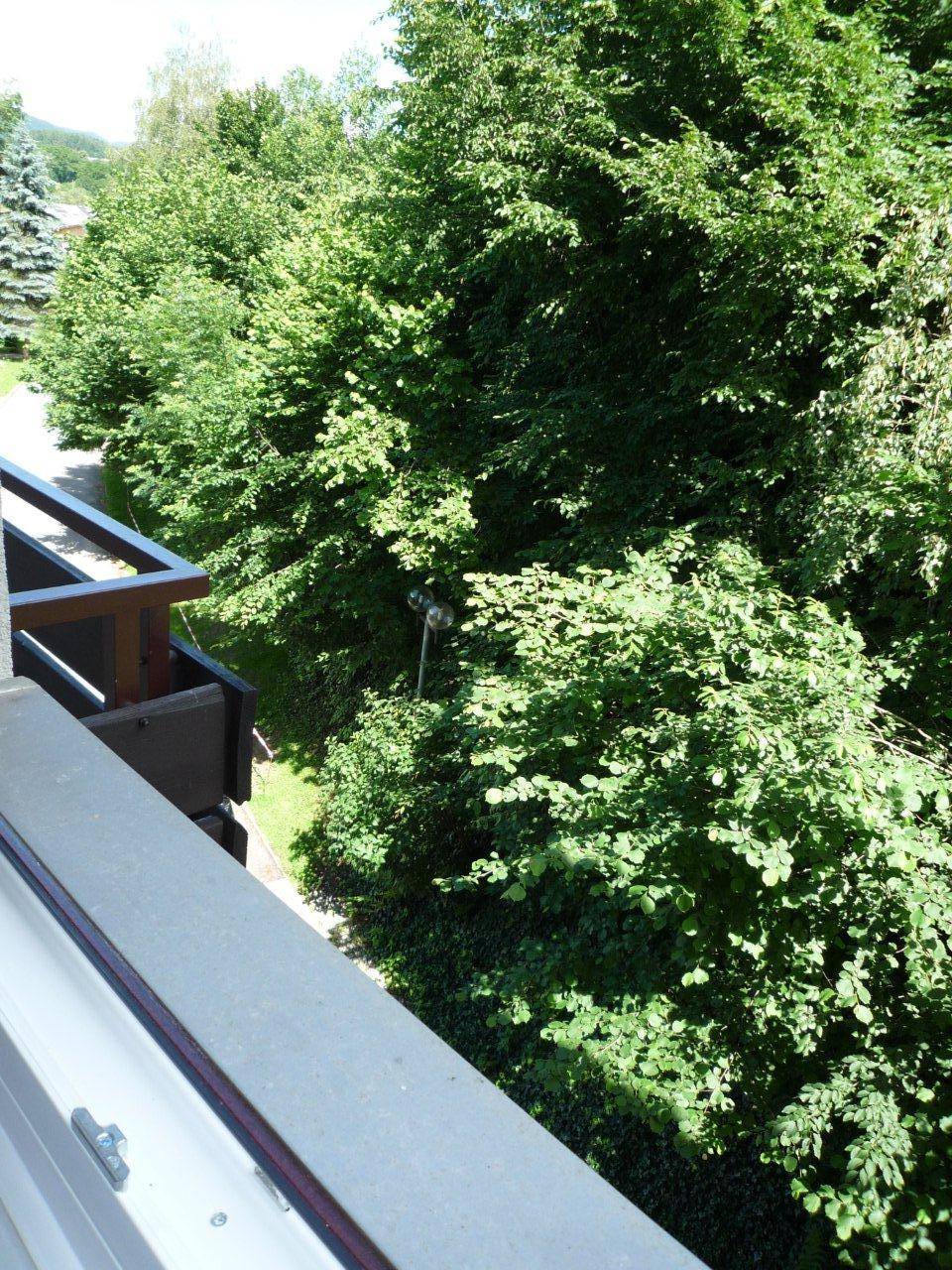 Blick vom Balkon auf eine dichte Baumreihe und einen darunterliegenden Weg in der Natur.