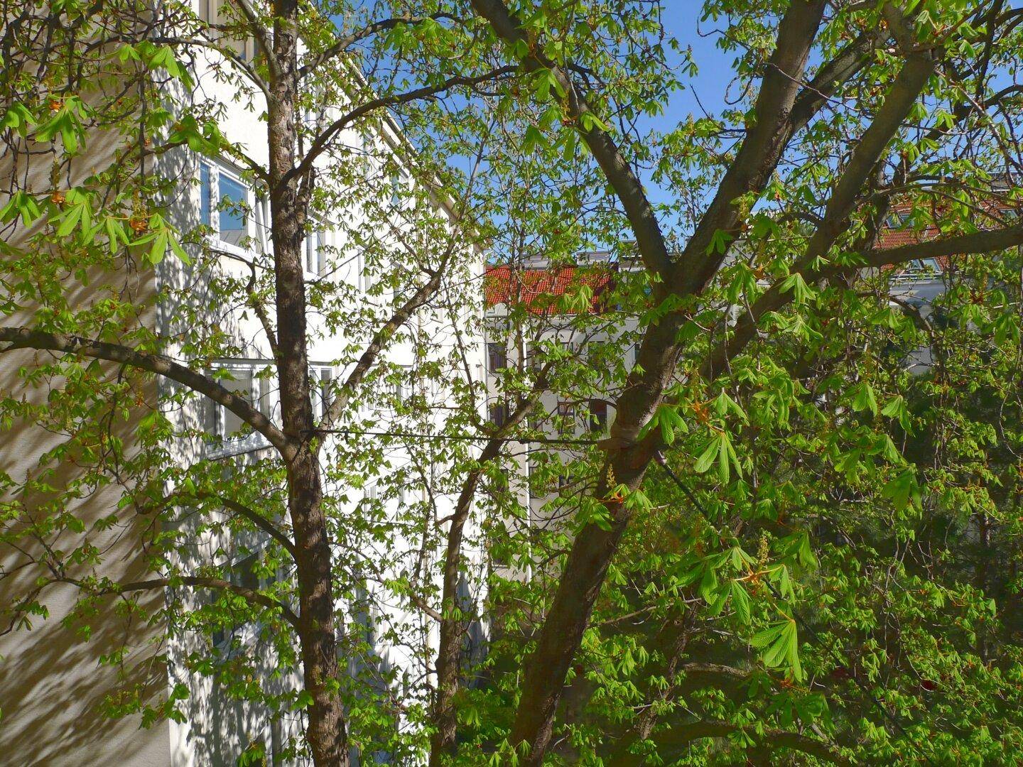 Blick auf die Gebäudefassade durch grüne Bäume an einem sonnigen Tag.