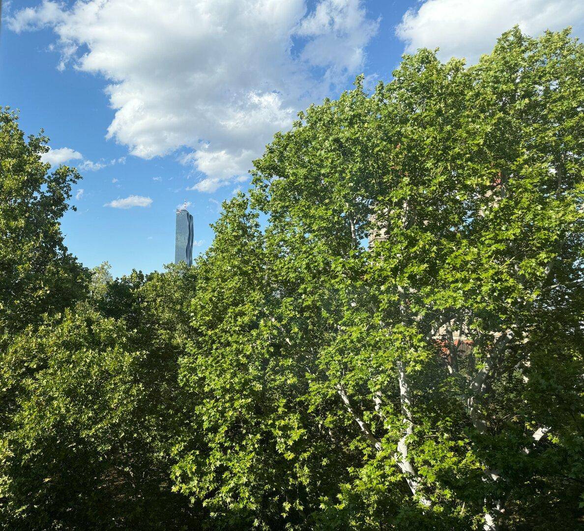 Blick ins Grüne mit hohen Bäumen und einem modernen Wolkenkratzer am Horizont unter blauem Himmel.