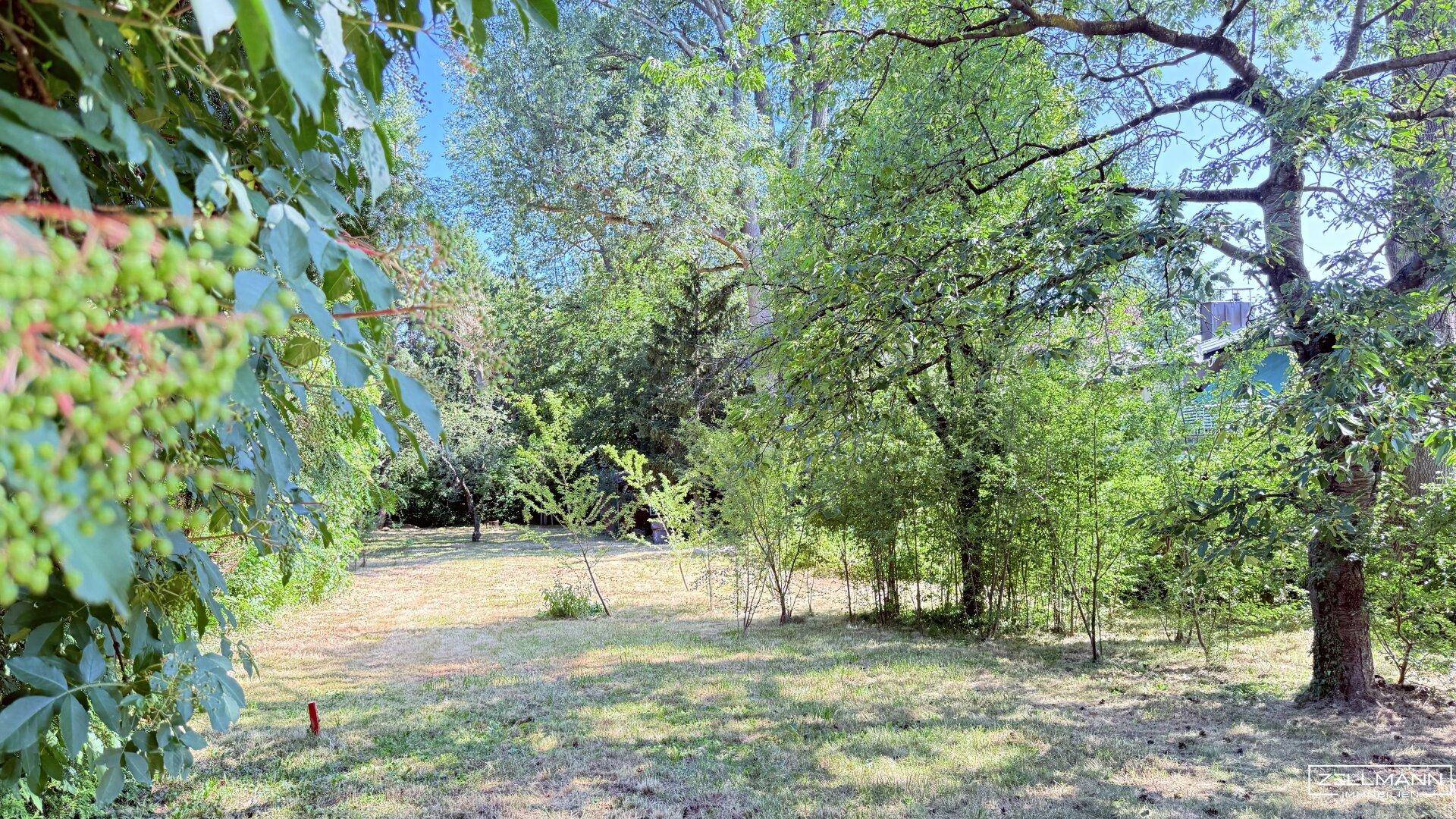 Grüne Gartenlandschaft mit dichtem Baumbestand und sonniger Rasenfläche.
