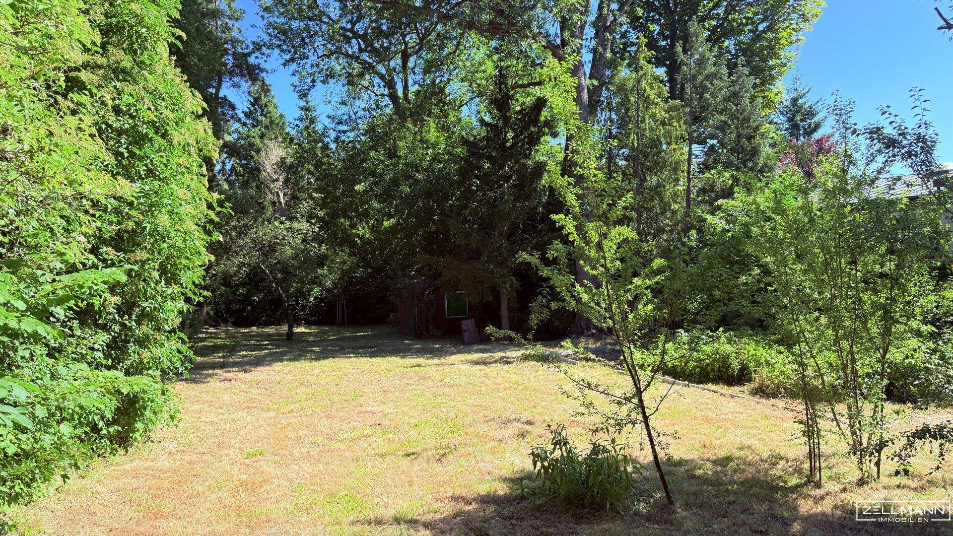 Naturbelassener Garten mit dichtem Baumbestand und einem kleinen Geräteschuppen im Hintergrund.