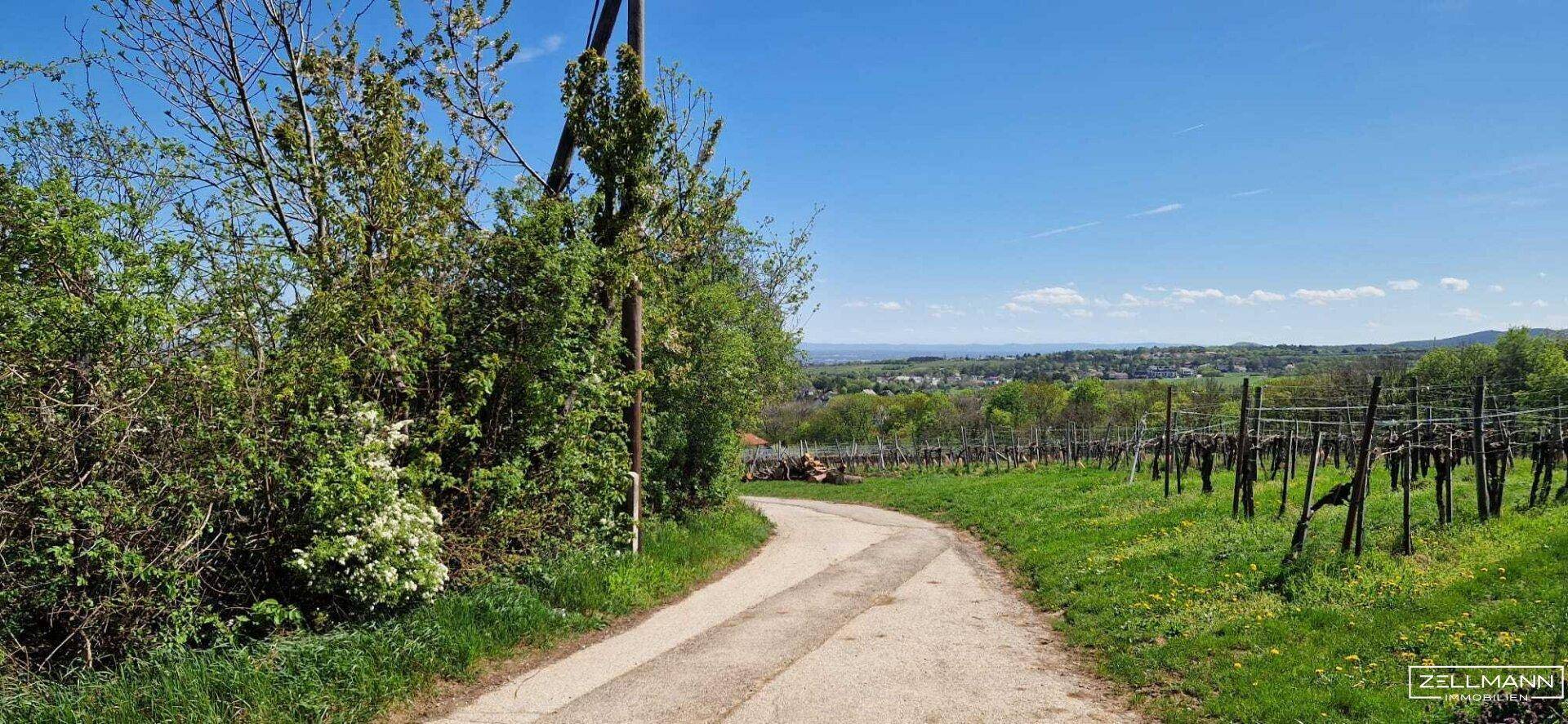Ein Feldweg schlängelt sich durch eine grüne Landschaft mit Weinbergen und weitem Ausblick.