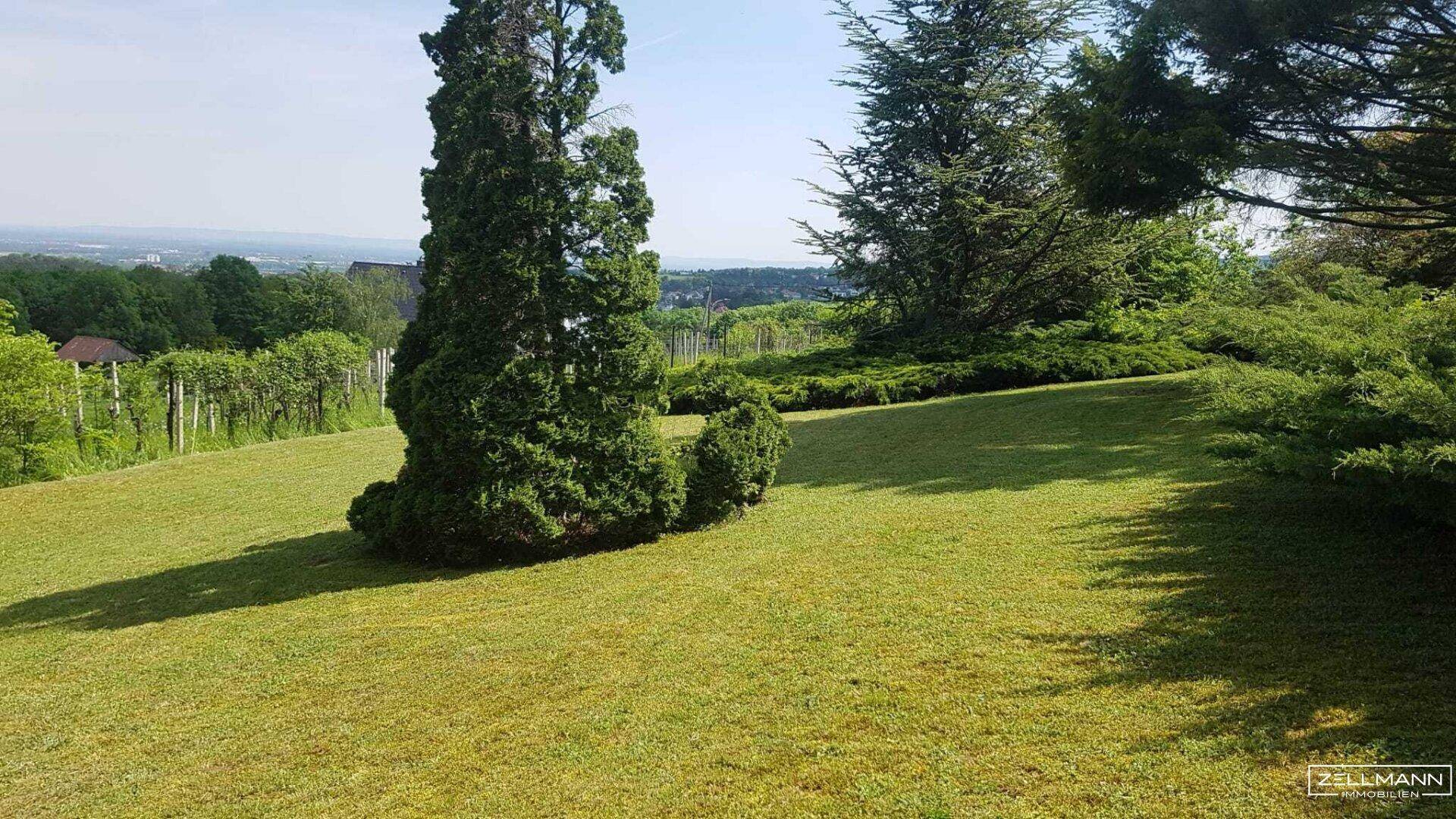 Gepflegte Rasenfläche mit einem hohen, formschönen Baum und Sträuchern, die einen weiten Blick freigeben.