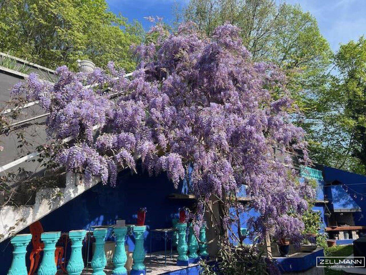 Blühender Blauregen über einer Treppe im farbenfrohen Gartenbereich.