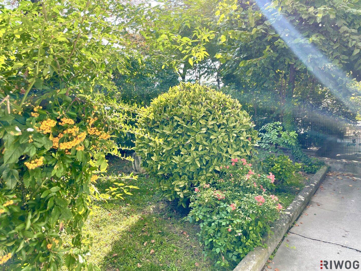 Sonnige Gartenecke mit verschiedenen Sträuchern, Blumenbeeten und üppiger Vegetation.
