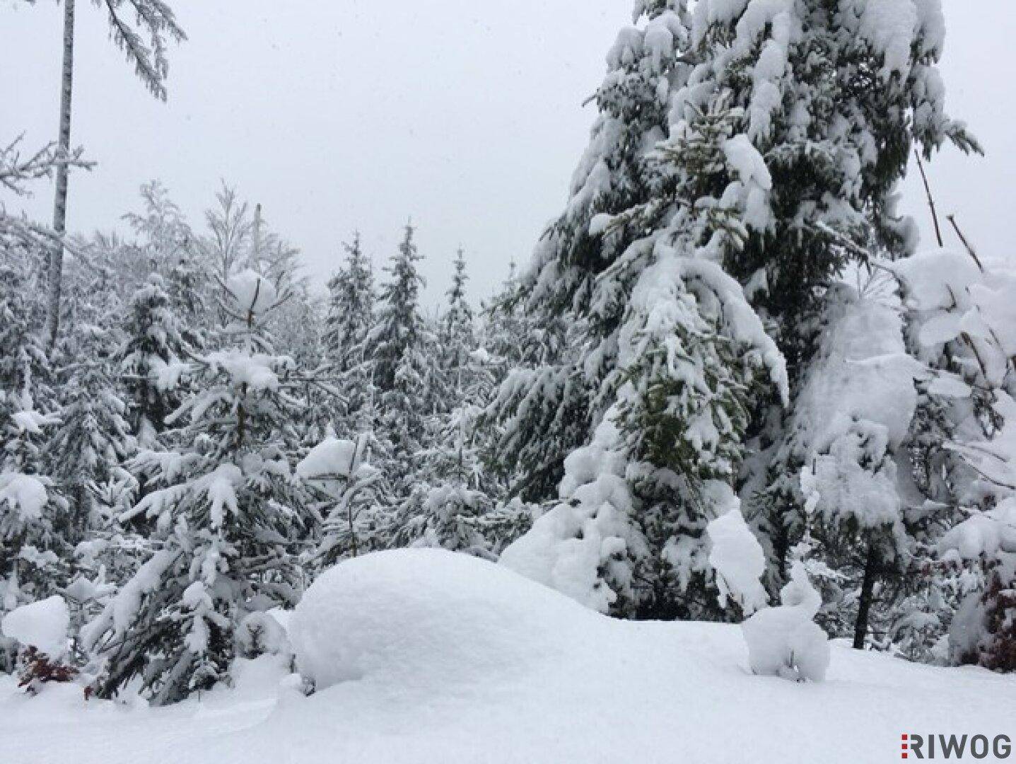 Dichter, schneebedeckter Wald unter einem bewölkten Winterhimmel.