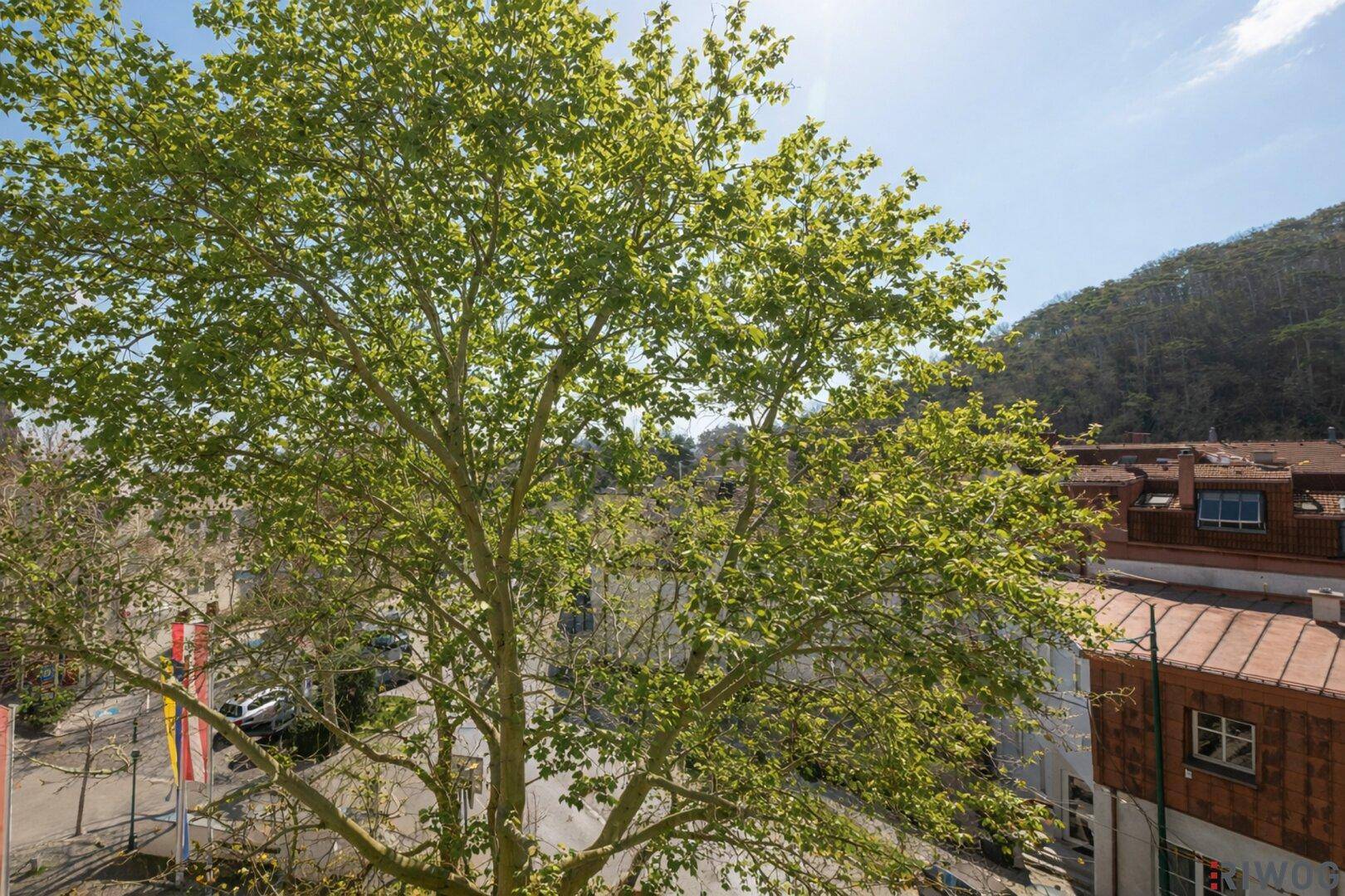 Blick aus dem Fenster auf grüne Bäume und die umliegende Bebauung an einem sonnigen Tag.