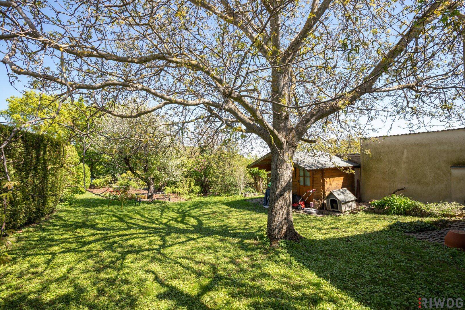 Großer Garten mit altem Baum, Rasenfläche und einem kleinen Gartenhaus im Hintergrund.