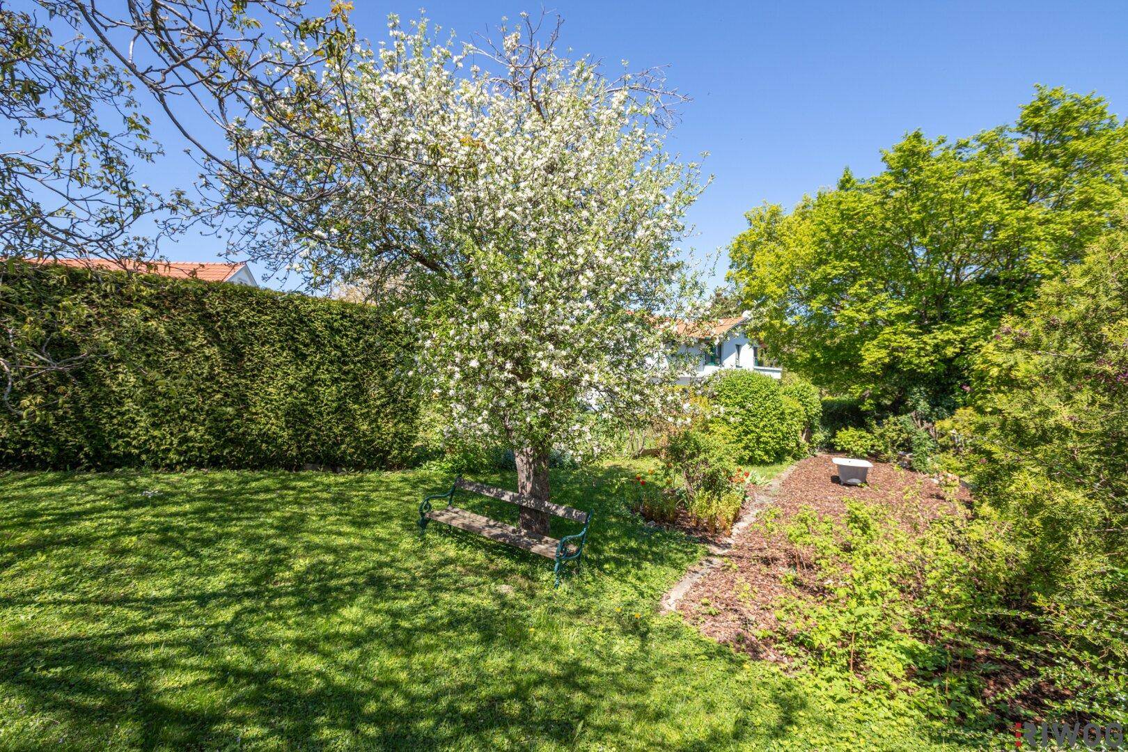 Blühender Obstbaum im Garten mit einer Bank und gepflegten Beeten unter strahlendem Himmel.