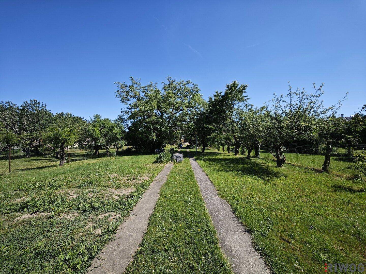 Grüner Gartenbereich mit einem befestigten Weg, umgeben von verschiedenen Bäumen unter blauem Himmel.