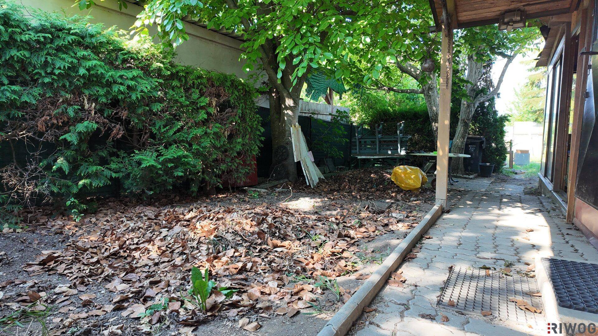 Ungepflegter Gartenbereich mit vielen Blättern, Hecken und Bäumen neben einem gepflasterten Weg.