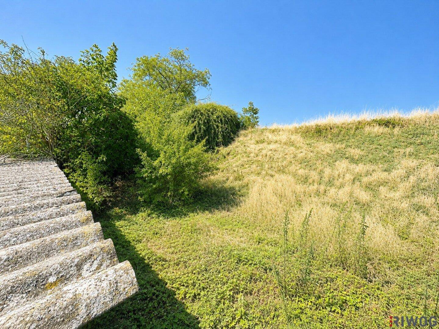Grüne Hügellandschaft mit hohem Gras und Bäumen unter einem klaren blauen Himmel.