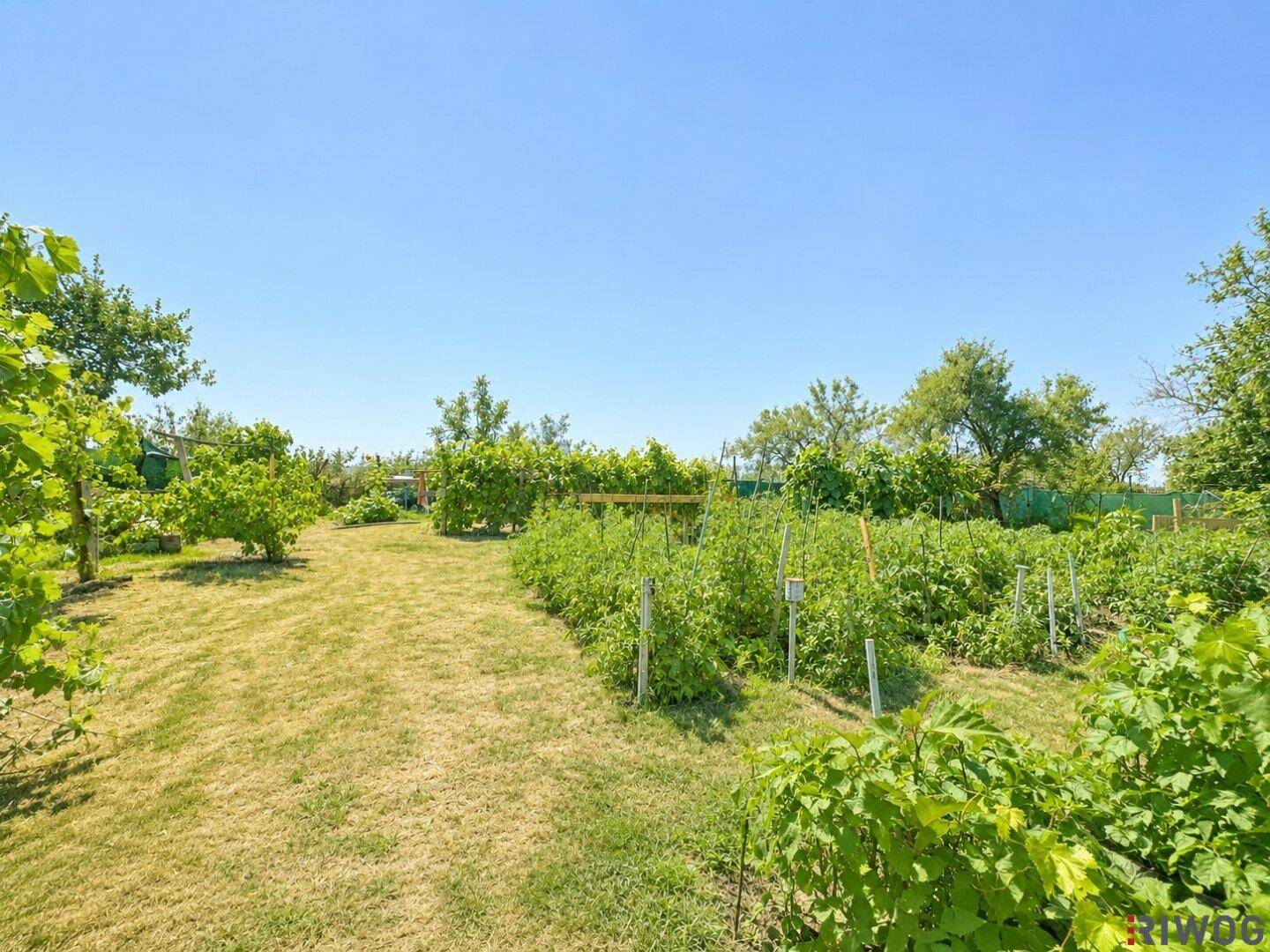 Produktiver Gemüsegarten mit ordentlichen Pflanzenreihen und umgebenden Bäumen unter blauem Himmel.