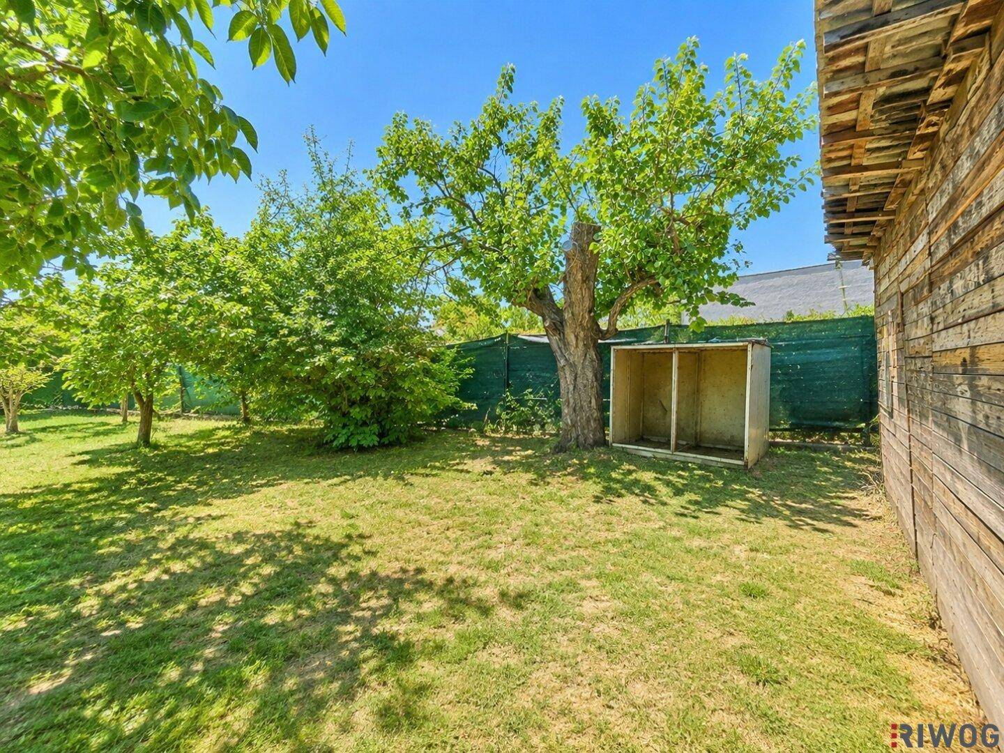 Grüner Garten mit großen Bäumen, einem Zaun und einer einfachen Holzkonstruktion im Freien.