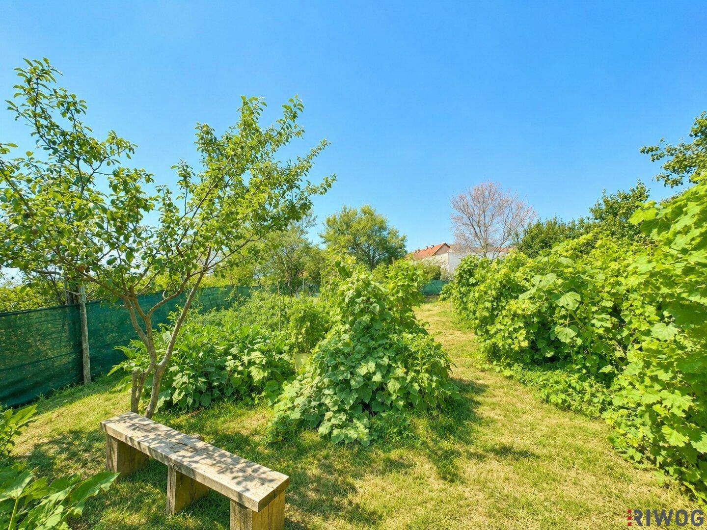 Ruhiger Gartenbereich mit einer Holzbank, umgeben von dichtem Grün und Bäumen.