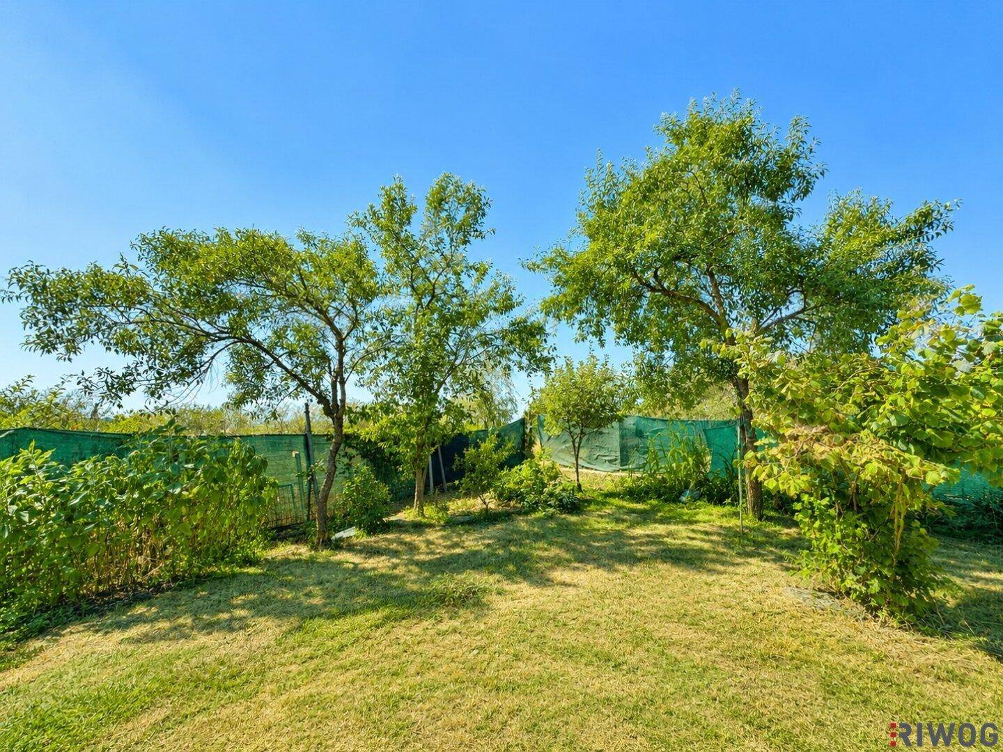 Gepflegter Garten mit zwei großen Bäumen, einer Rasenfläche und einem grünen Sichtschutzzaun.