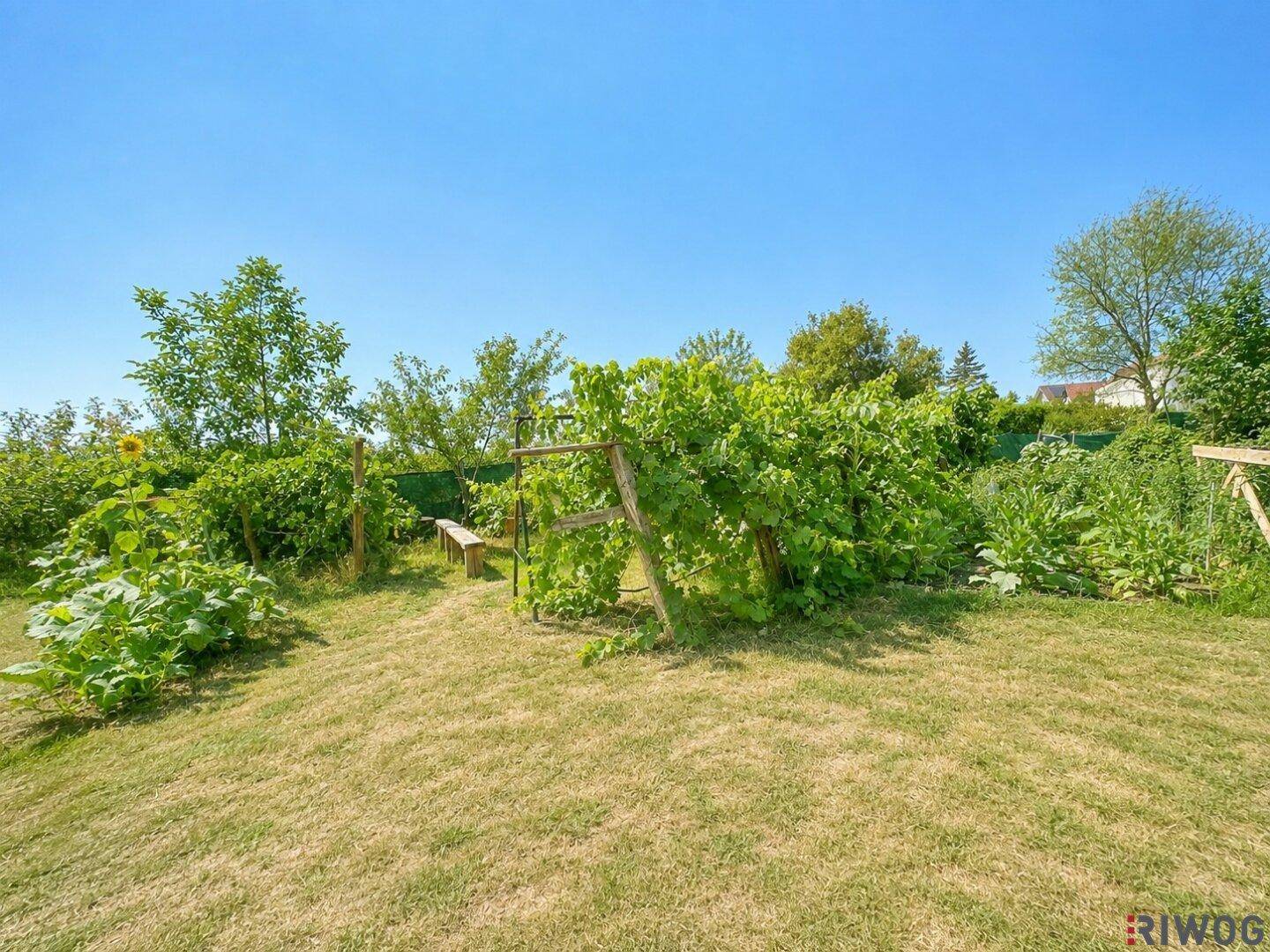 Natürlicher Gartenbereich mit bewachsenem Holzgerüst, Sonnenblume und einer rustikalen Holzbank.